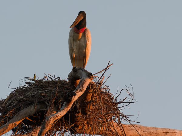 Jabiroe (Jabiru mycteria)